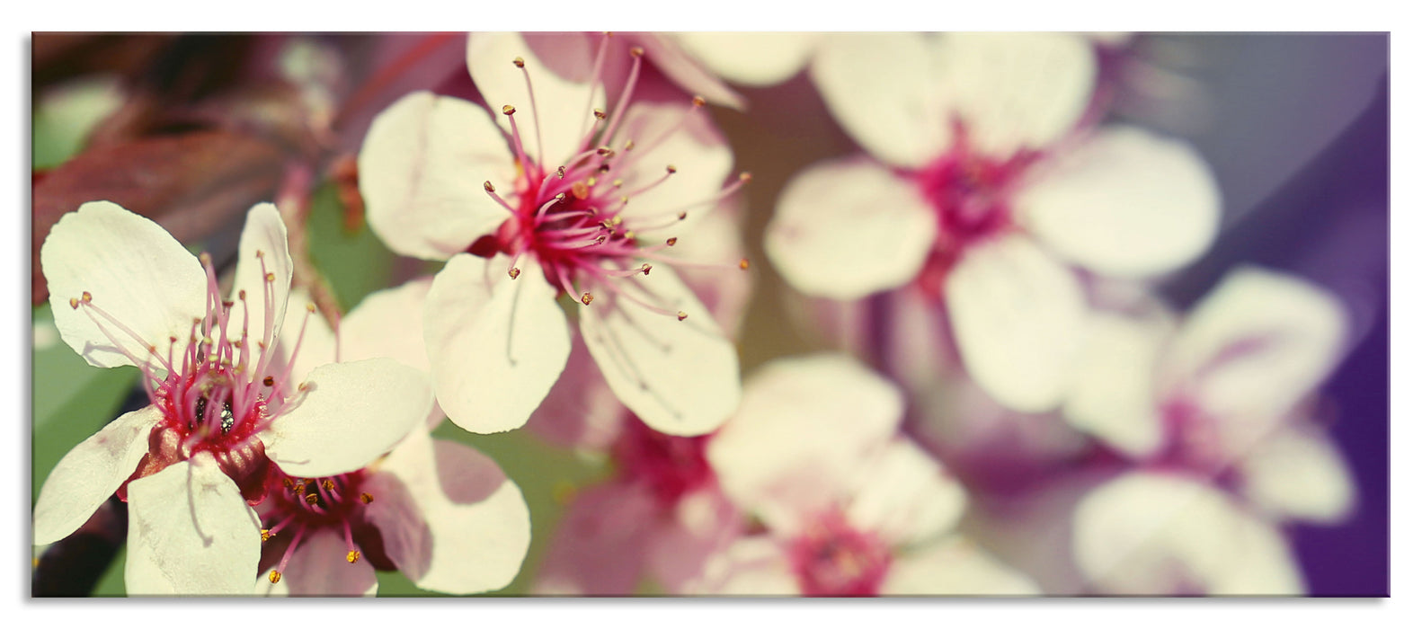 Pixxprint Kirschblüten Retro, Glasbild Panorama