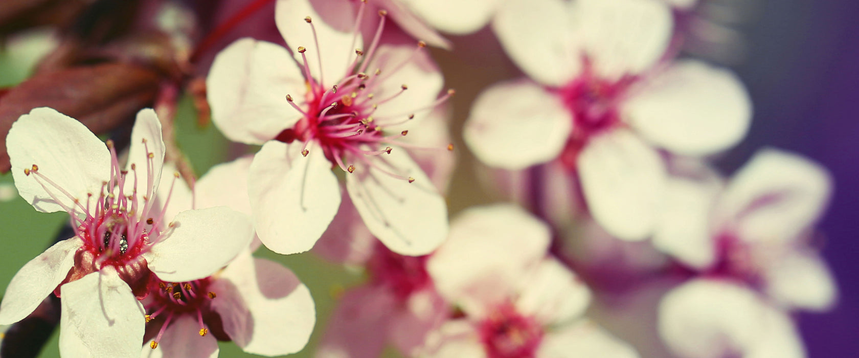 Kirschblüten Retro, Glasbild Panorama