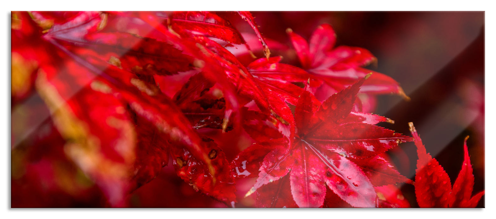 Pixxprint Roter Ahorn im Sonnenlicht, Glasbild Panorama