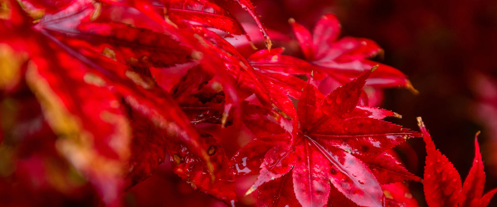 Roter Ahorn im Sonnenlicht, Glasbild Panorama