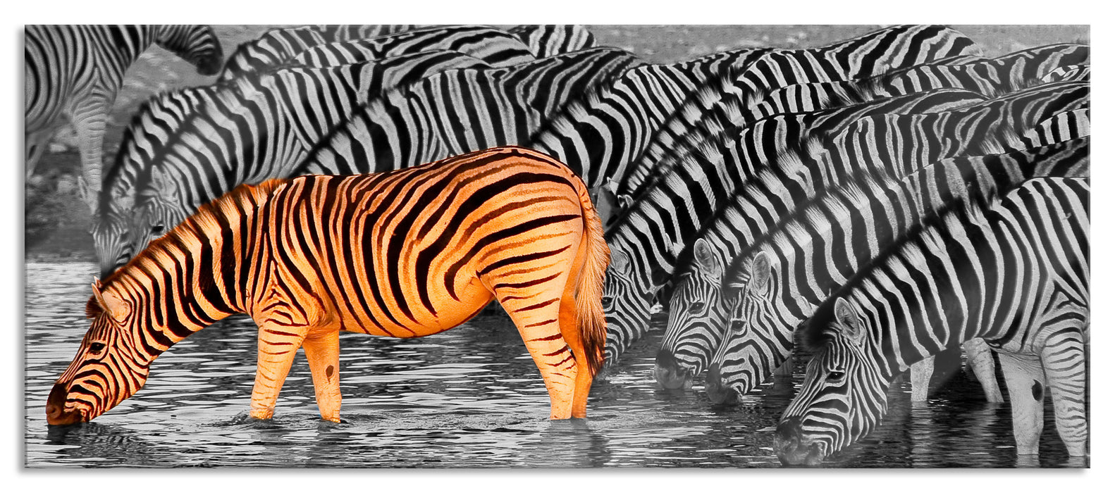 Pixxprint Zebras an der Wasserstelle, Glasbild Panorama