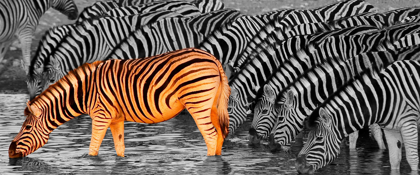 Zebras an der Wasserstelle, Glasbild Panorama