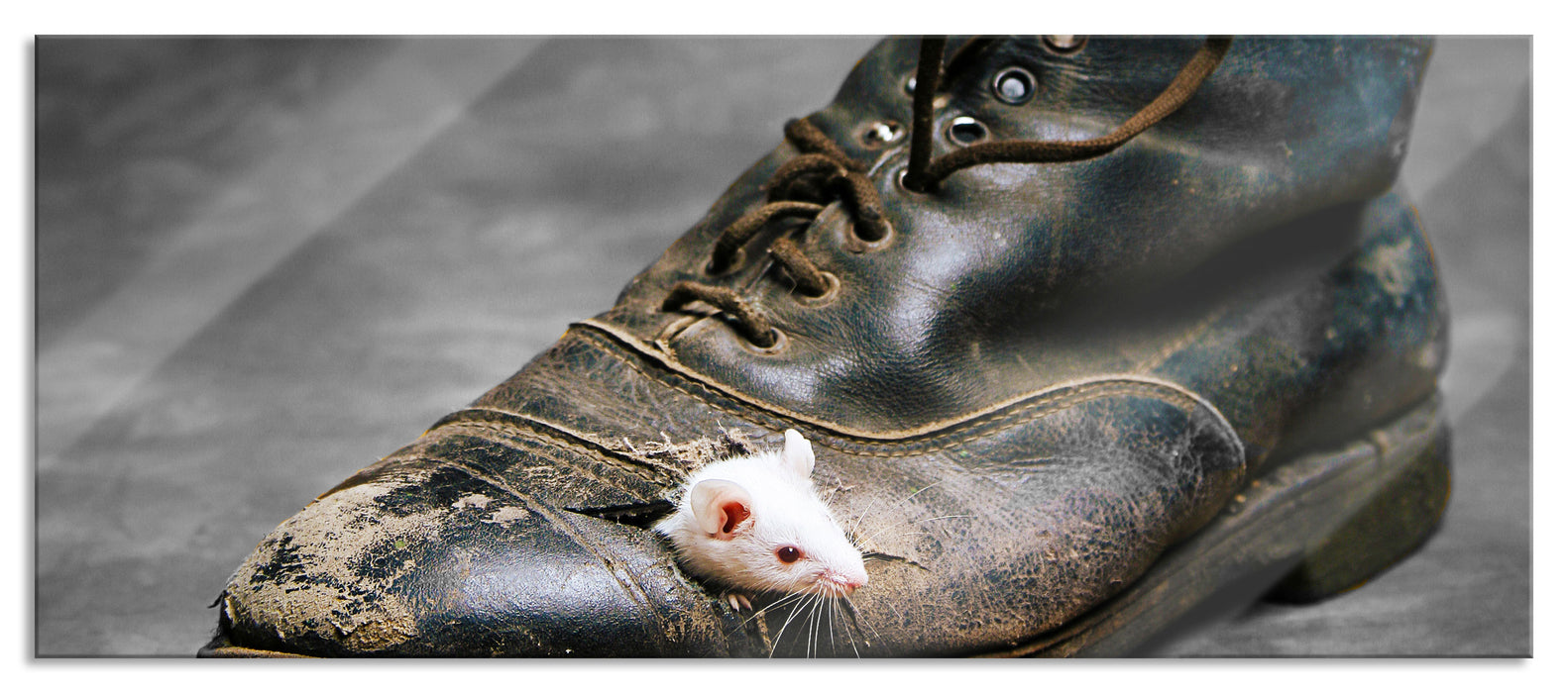 Maus im schwarzer Schuh, Glasbild Panorama