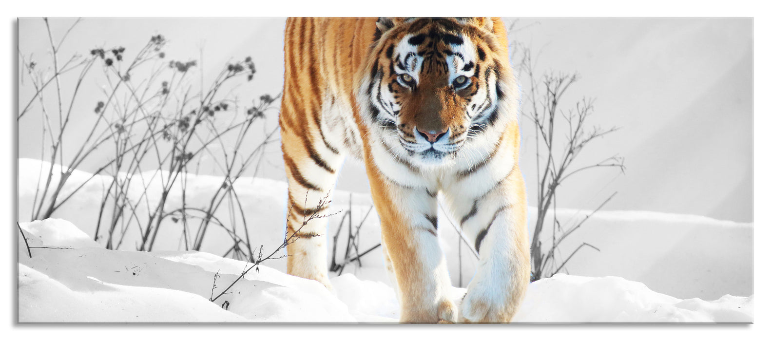 Großer wilder Tiger im Schnee, Glasbild Panorama