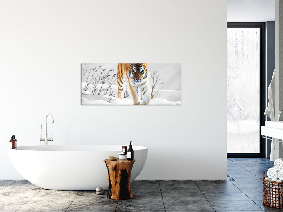 Großer wilder Tiger im Schnee, Glasbild Panorama