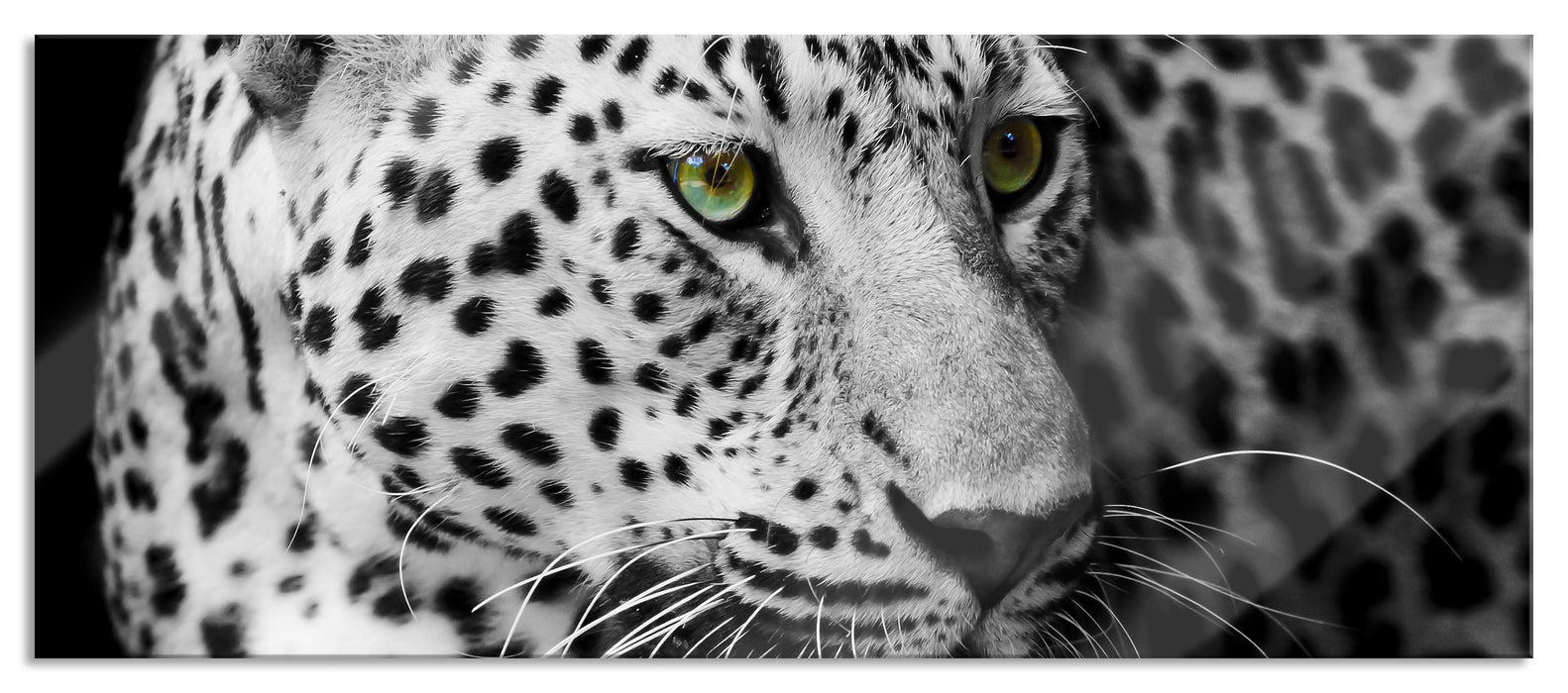 Dark Leopard mit grünen Augen, Glasbild Panorama