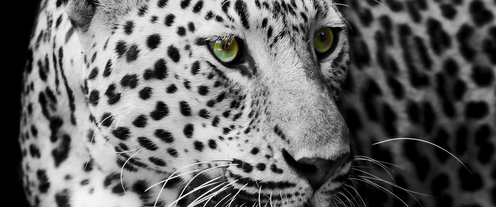 Dark Leopard mit grünen Augen, Glasbild Panorama