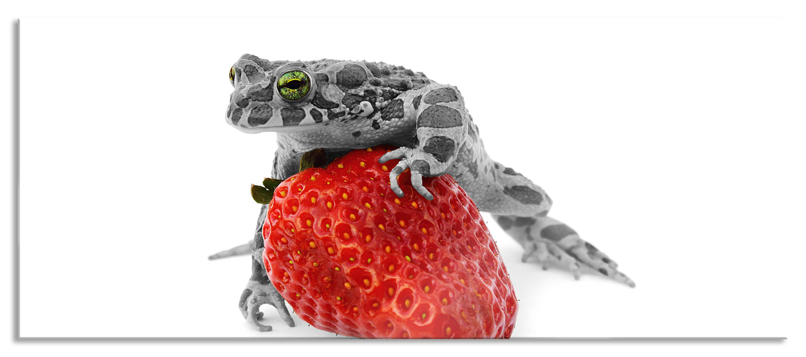 Pixxprint kleiner Frosch auf Erdbeere, Glasbild Panorama
