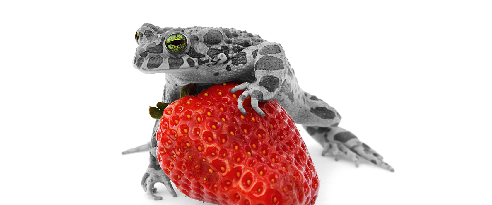 kleiner Frosch auf Erdbeere, Glasbild Panorama
