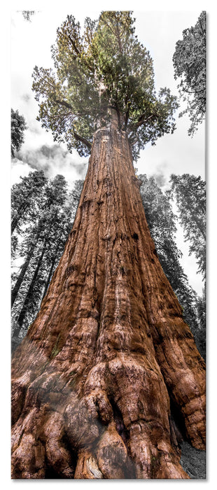Pixxprint Riesenbaum Regenwald, Glasbild Panorama