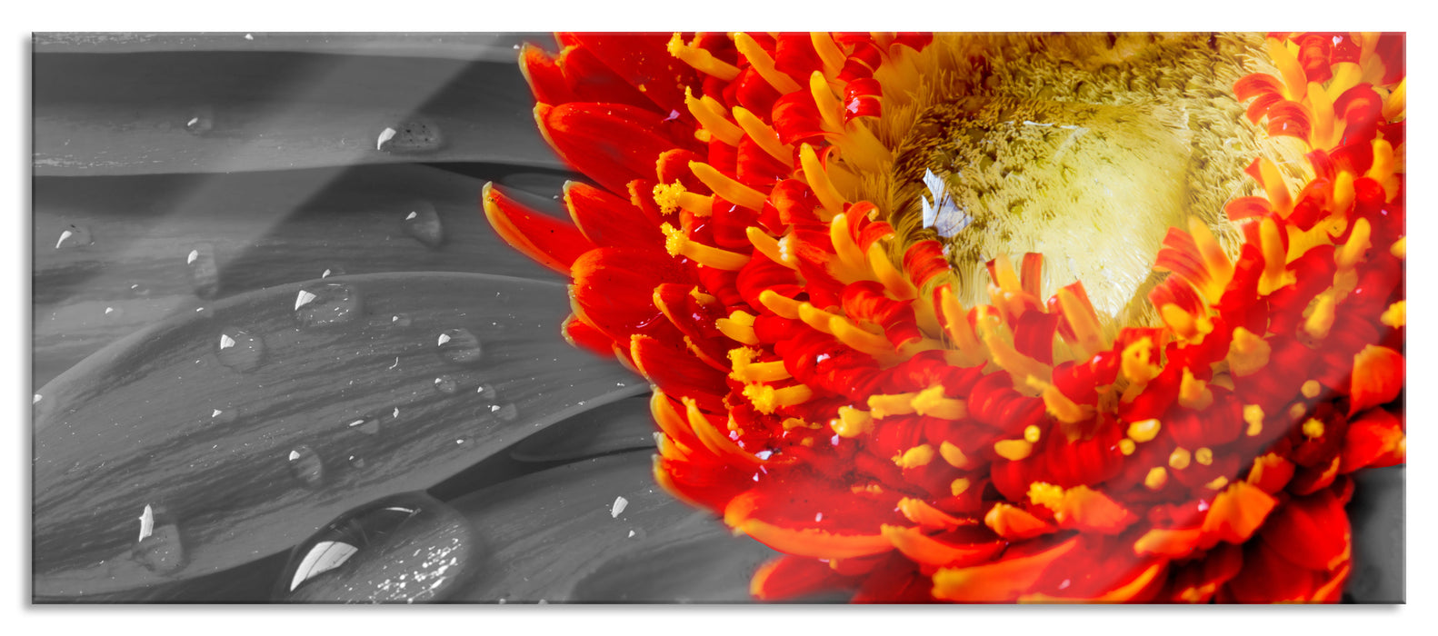 Pixxprint Gerbera mit Wassertropfen, Glasbild Panorama