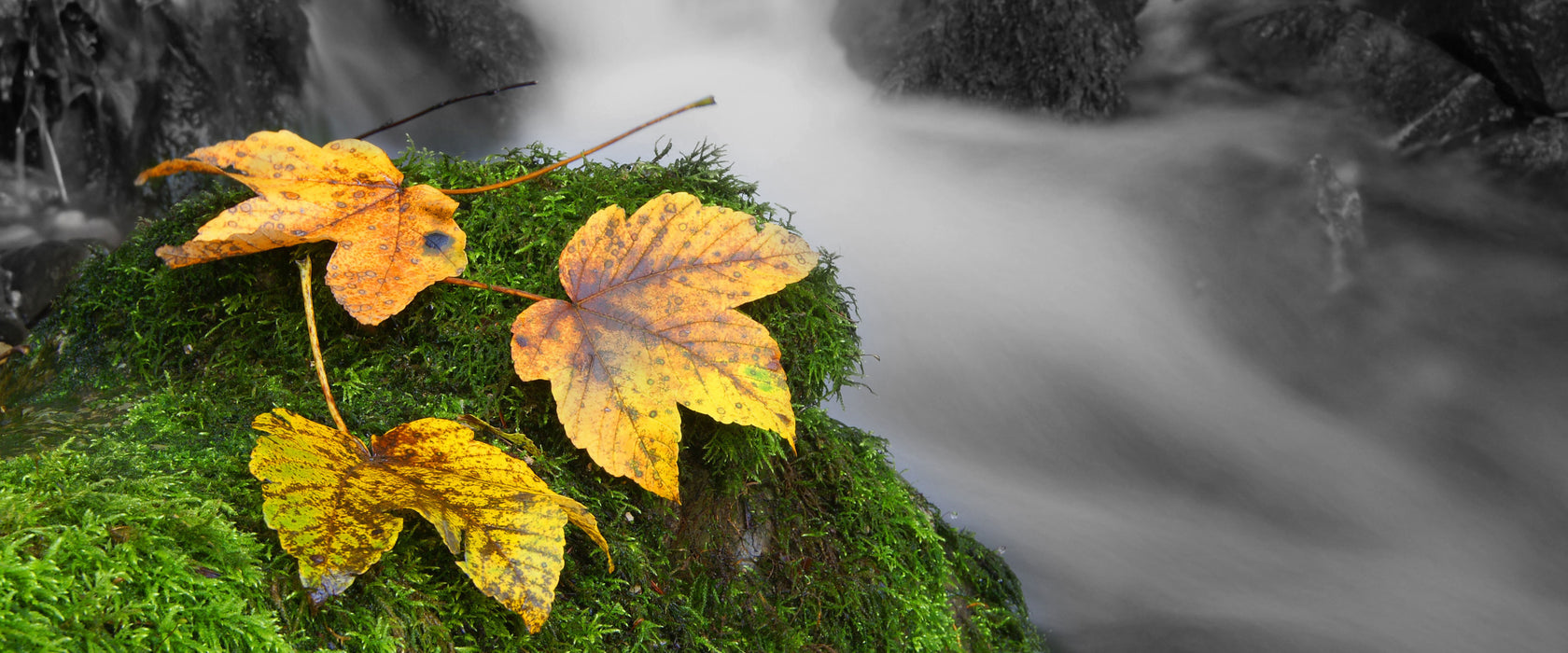 Waldbach, Glasbild Panorama