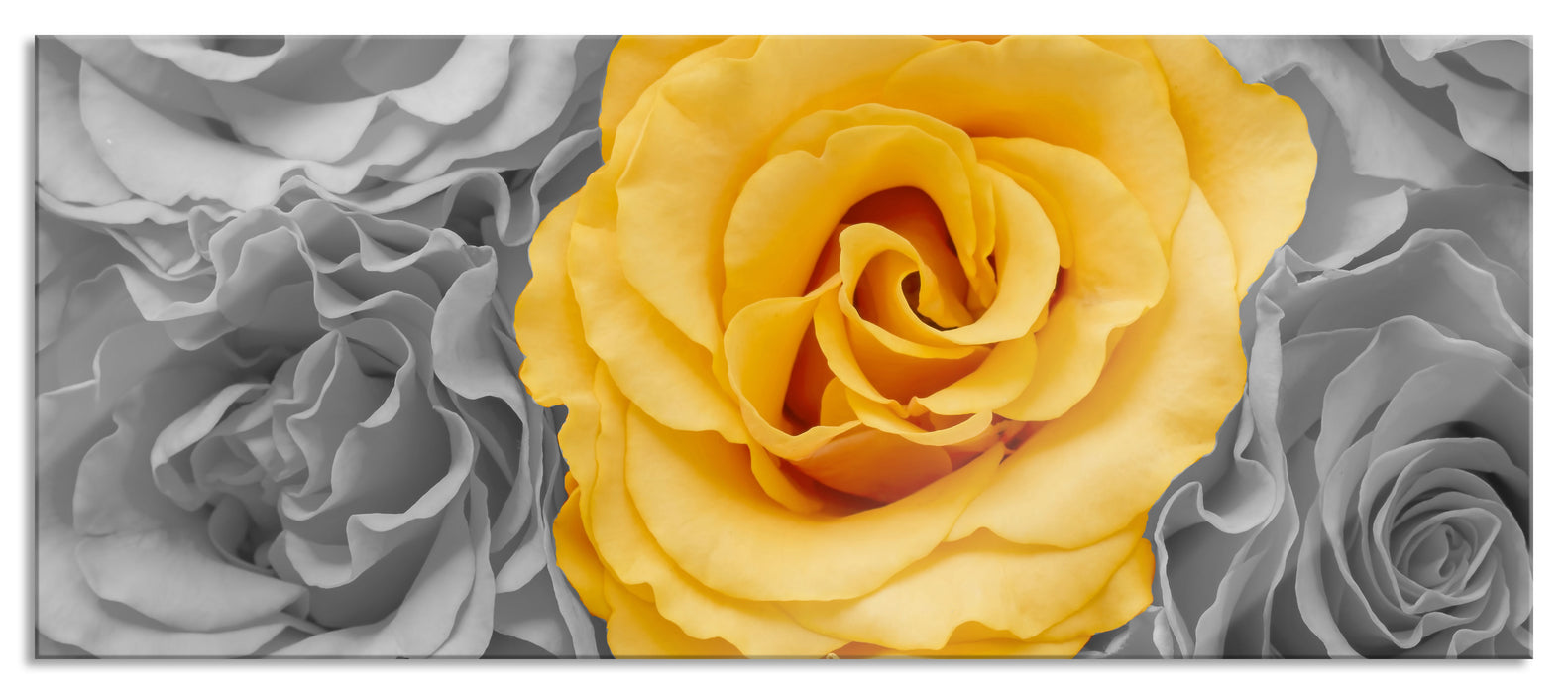 Pixxprint gelbe Rose im Rosenmeer, Glasbild Panorama