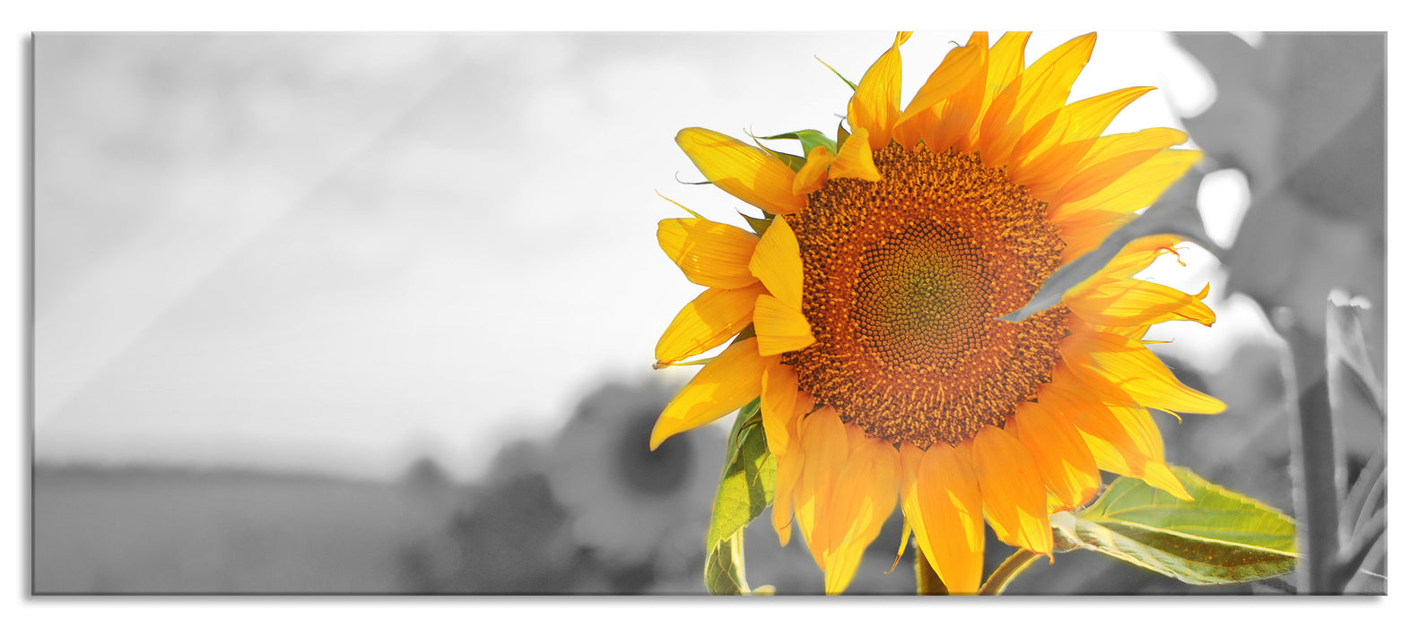 Nahaufnahme einer Sonnenblume, Glasbild Panorama