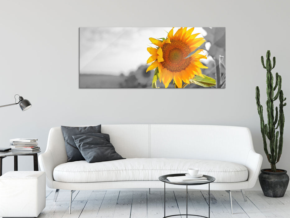 Nahaufnahme einer Sonnenblume, Glasbild Panorama