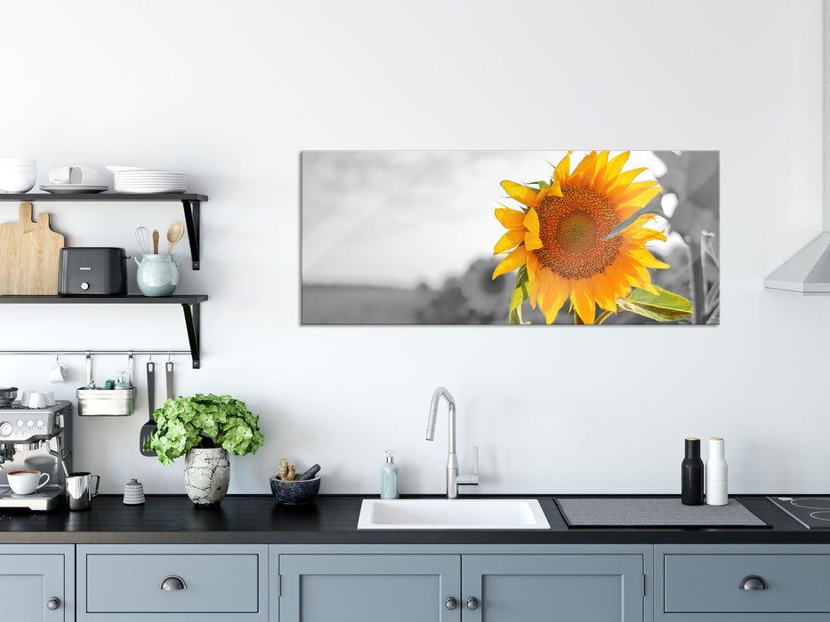 Nahaufnahme einer Sonnenblume, Glasbild Panorama