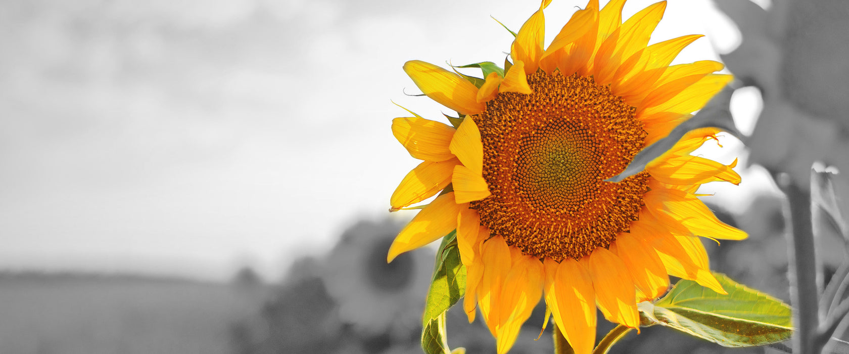 Nahaufnahme einer Sonnenblume, Glasbild Panorama