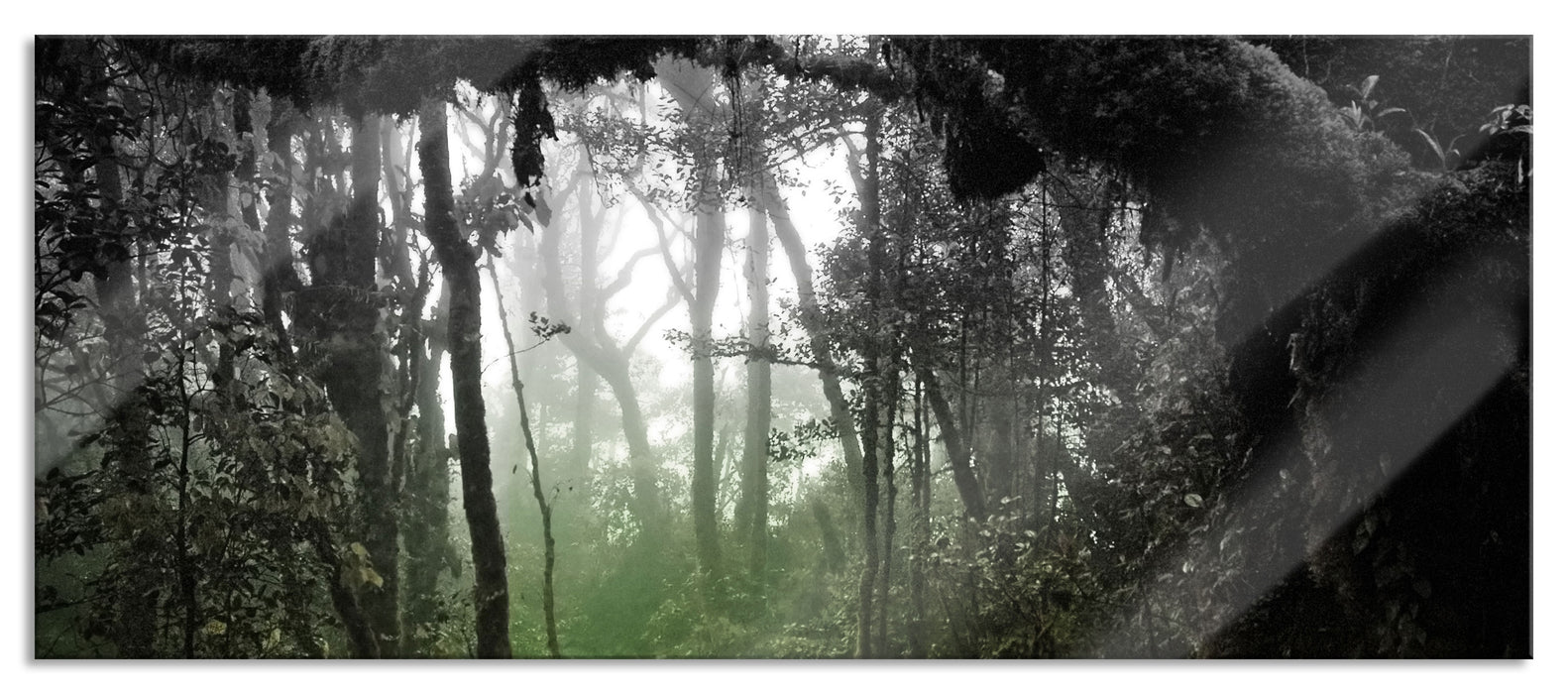 Regenwald in seiner Pracht, Glasbild Panorama