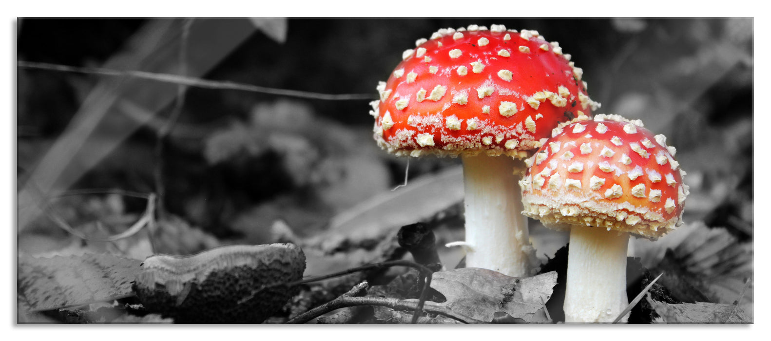Pixxprint zwei kleine Fliegenpilze im Wald, Glasbild Panorama
