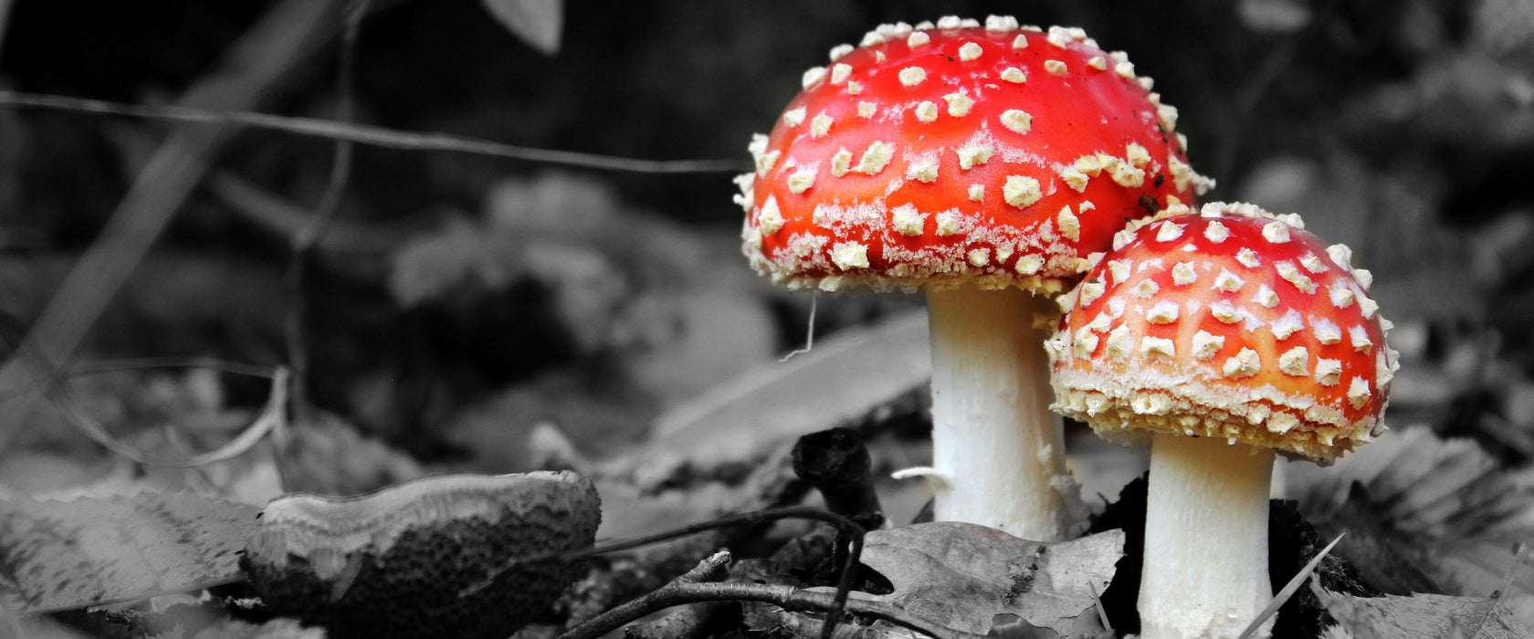 zwei kleine Fliegenpilze im Wald, Glasbild Panorama