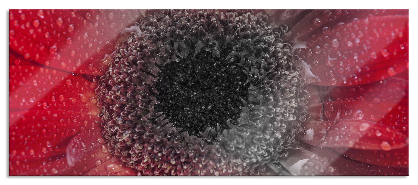 Rote Gerbera mit Wassertropfen, Glasbild Panorama