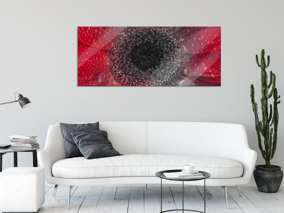 Rote Gerbera mit Wassertropfen, Glasbild Panorama