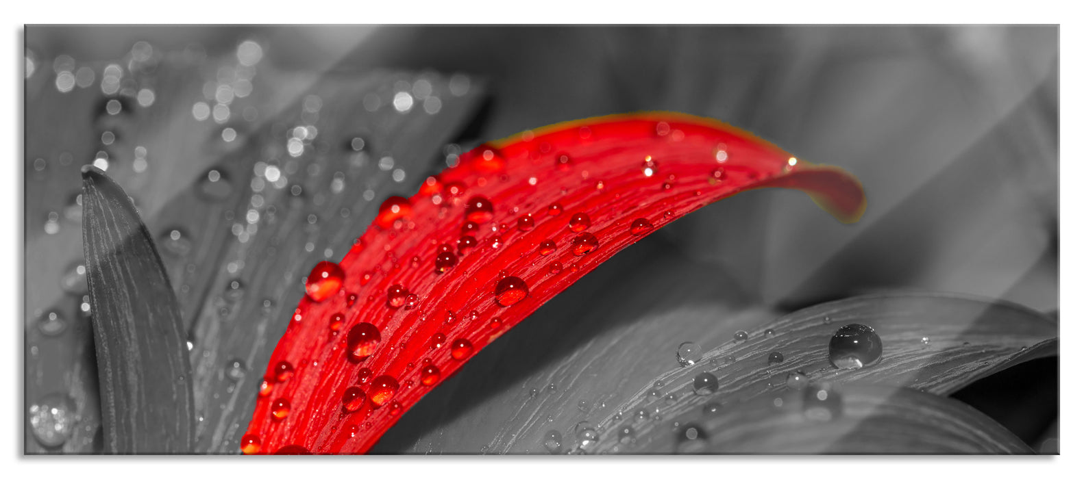 Gerbera Blüte, Glasbild Panorama