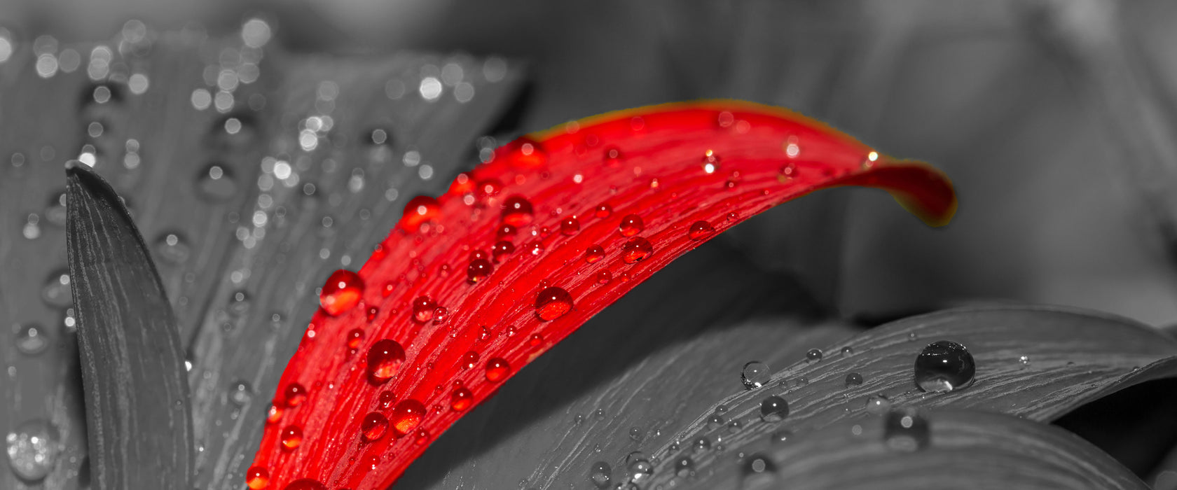 Gerbera Blüte, Glasbild Panorama