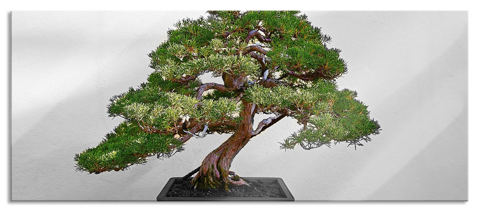 Bonsai Baum, Glasbild Panorama