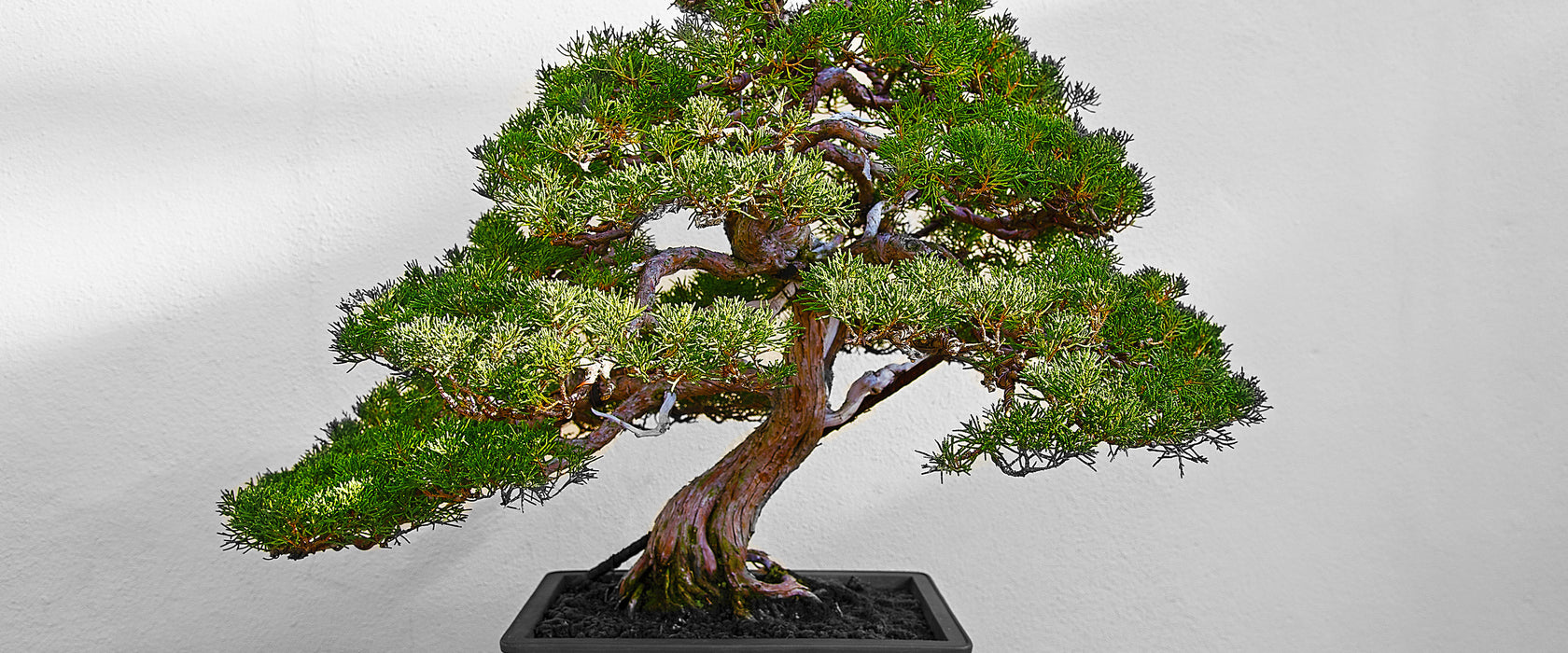 Bonsai Baum, Glasbild Panorama