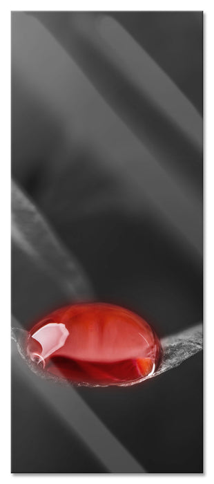 Pixxprint roter Tropfen auf Rosenblüte, Glasbild Panorama