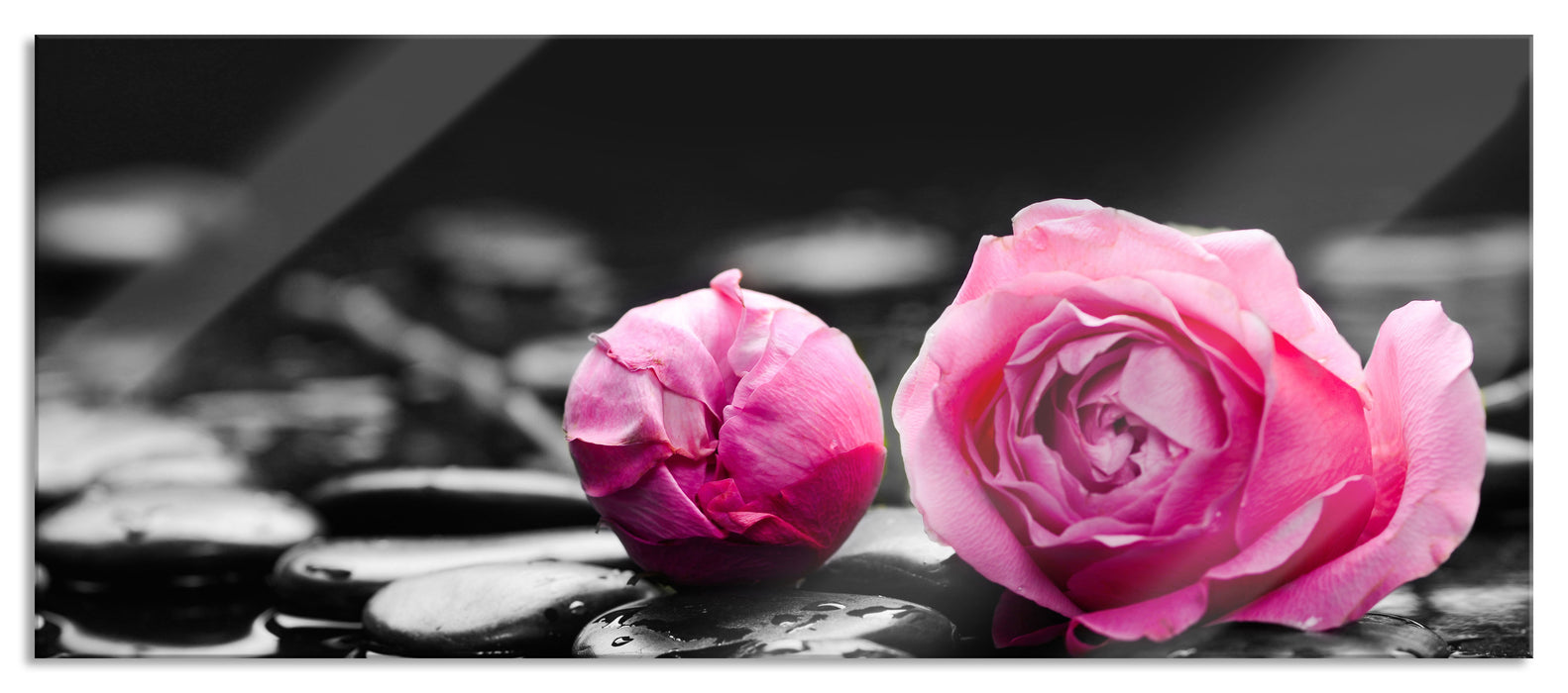 Pinke Rosenblüten auf Zensteinen, Glasbild Panorama