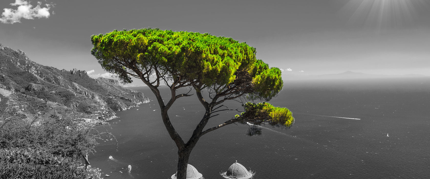 Baum am Mittelmeer, Glasbild Panorama