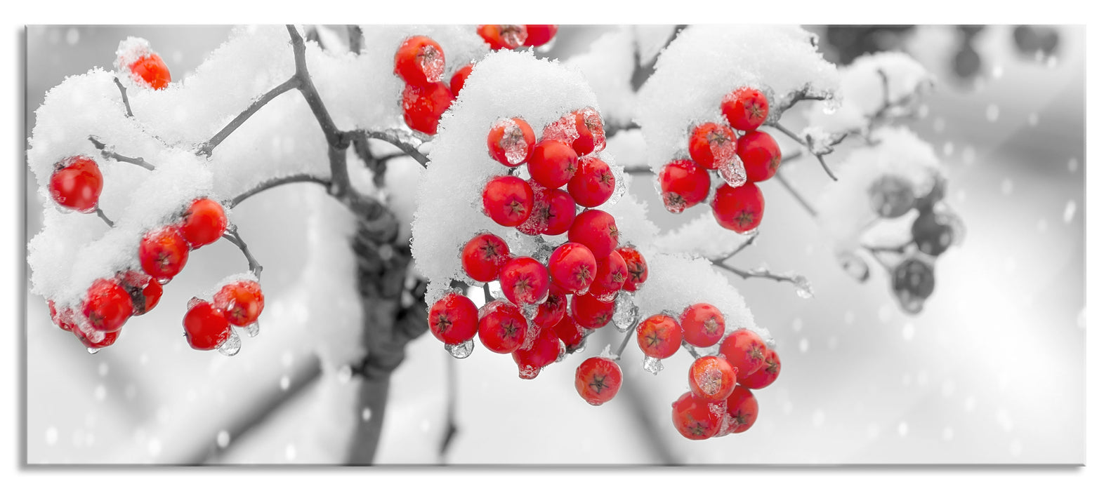 Rote Vogelbeeren im Winter, Glasbild Panorama