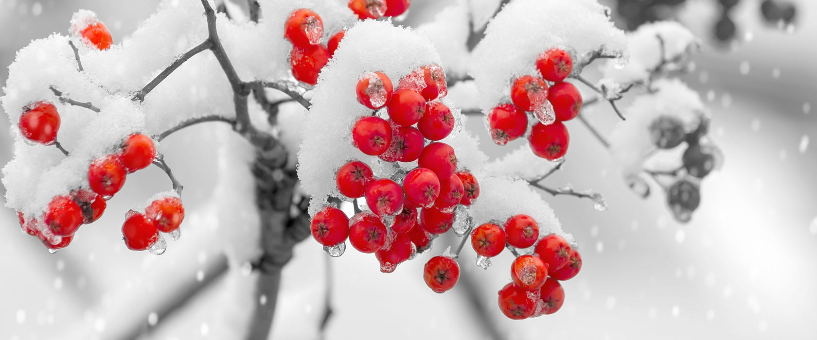 Rote Vogelbeeren im Winter, Glasbild Panorama