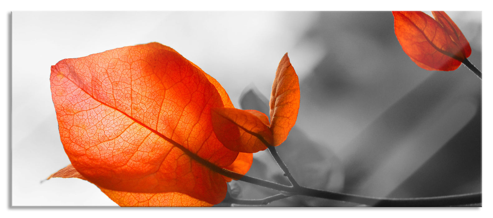 schöne rote Herbstblätter, Glasbild Panorama