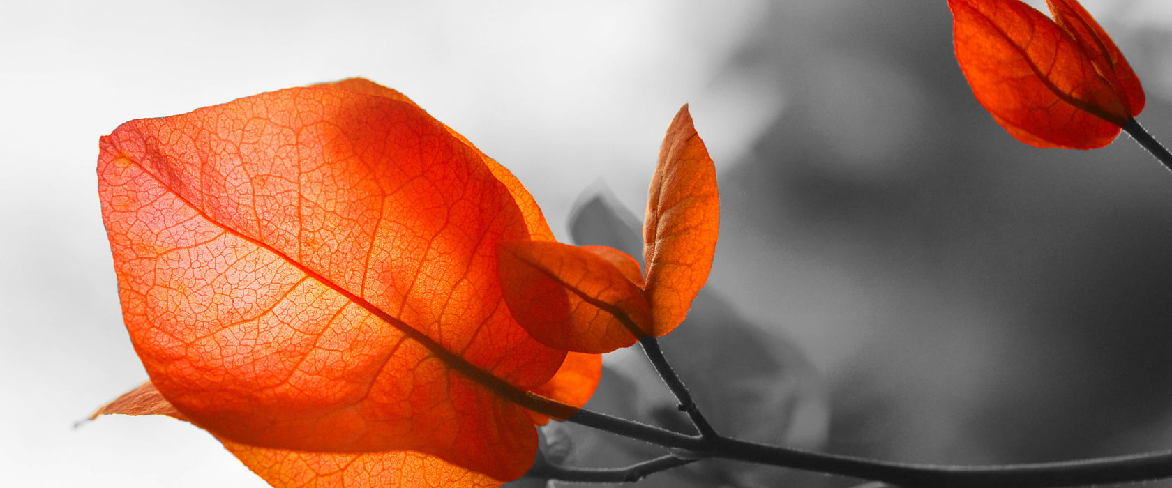 schöne rote Herbstblätter, Glasbild Panorama