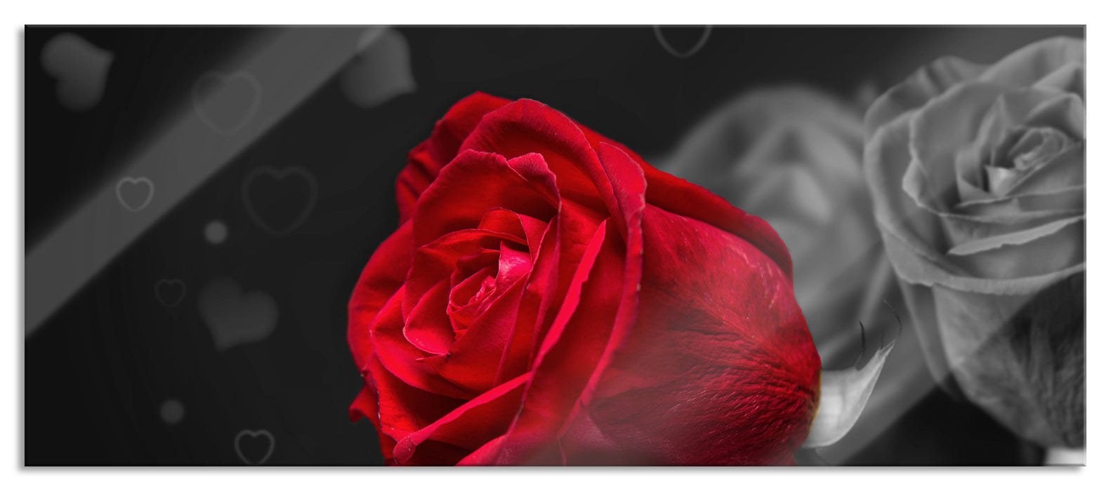 Pixxprint rote Rosen zum Valentinstag, Glasbild Panorama