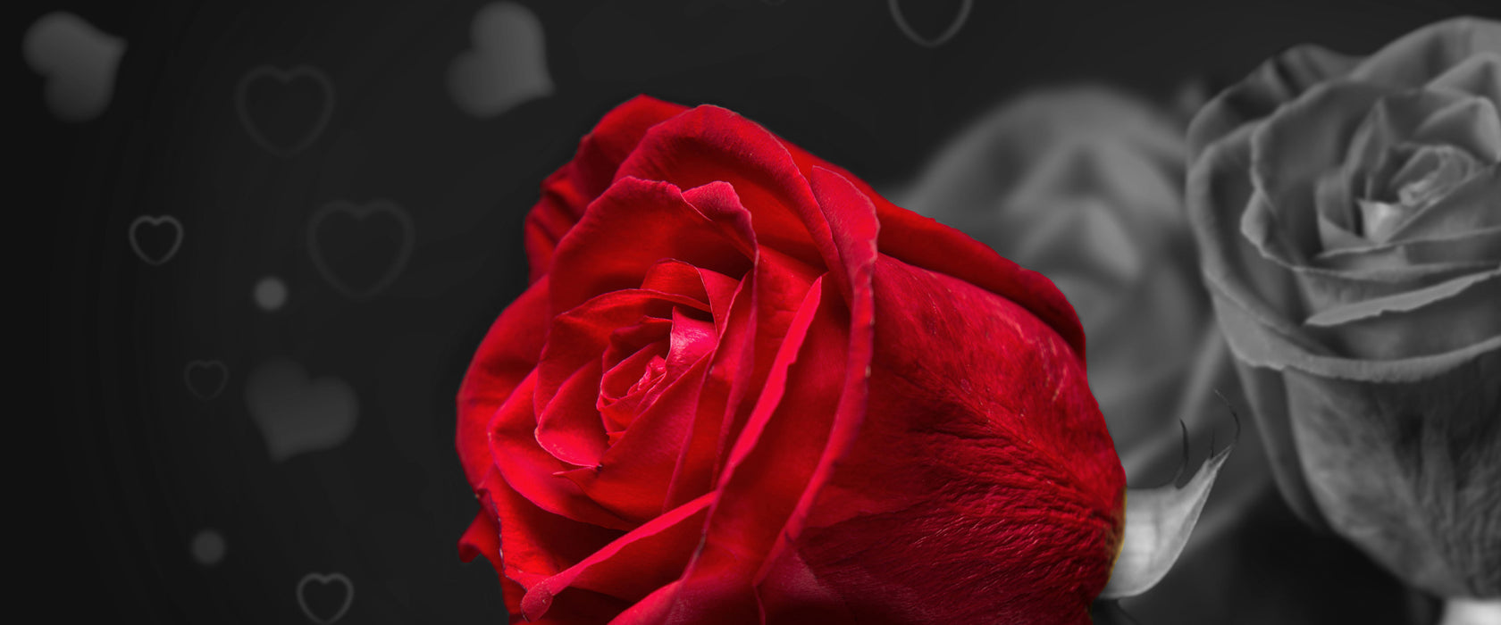 rote Rosen zum Valentinstag, Glasbild Panorama