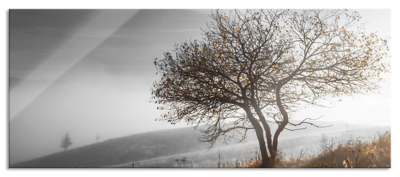 Pixxprint Einsamer Baum auf Berg, Glasbild Panorama