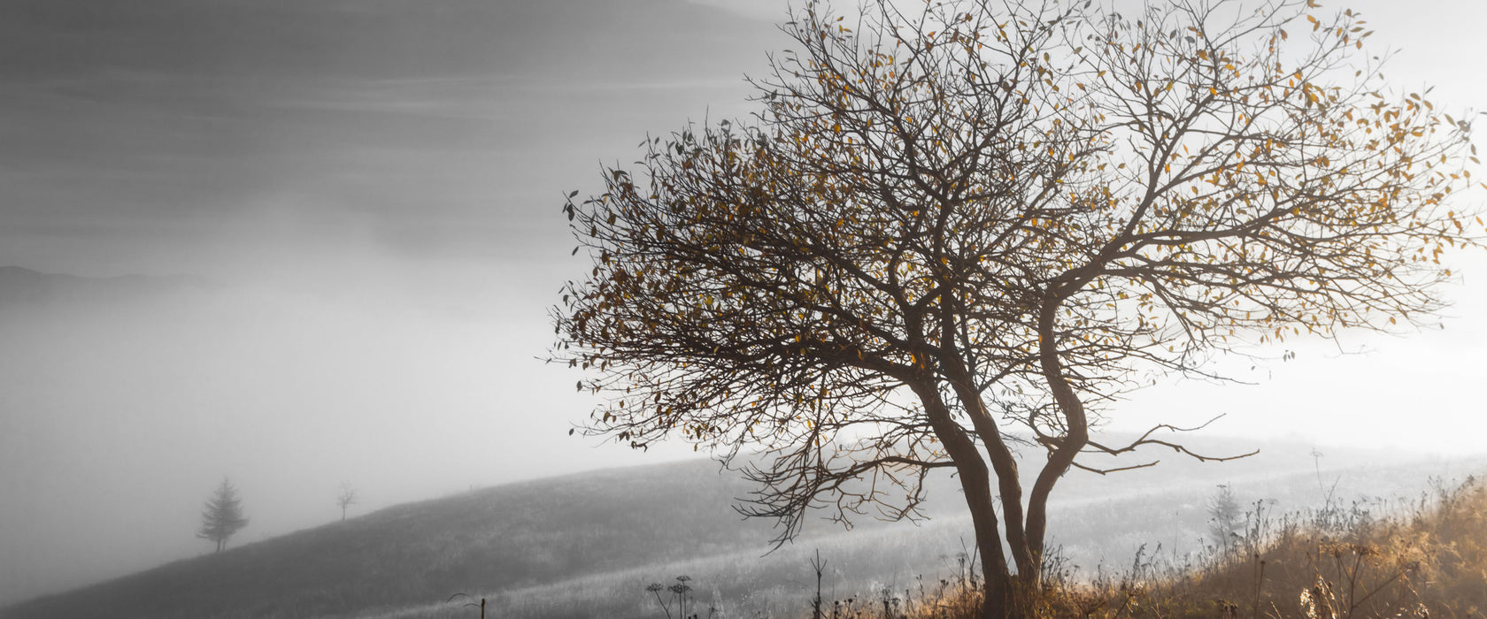 Einsamer Baum auf Berg, Glasbild Panorama