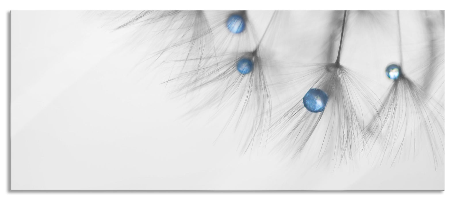 Pixxprint Pusteblume Wassertropfen, Glasbild Panorama