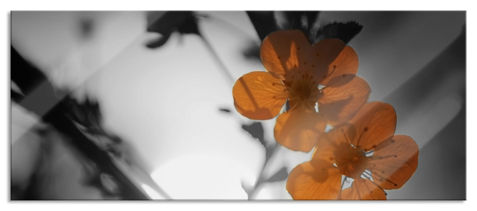 Kirschblüten am Baum, Glasbild Panorama