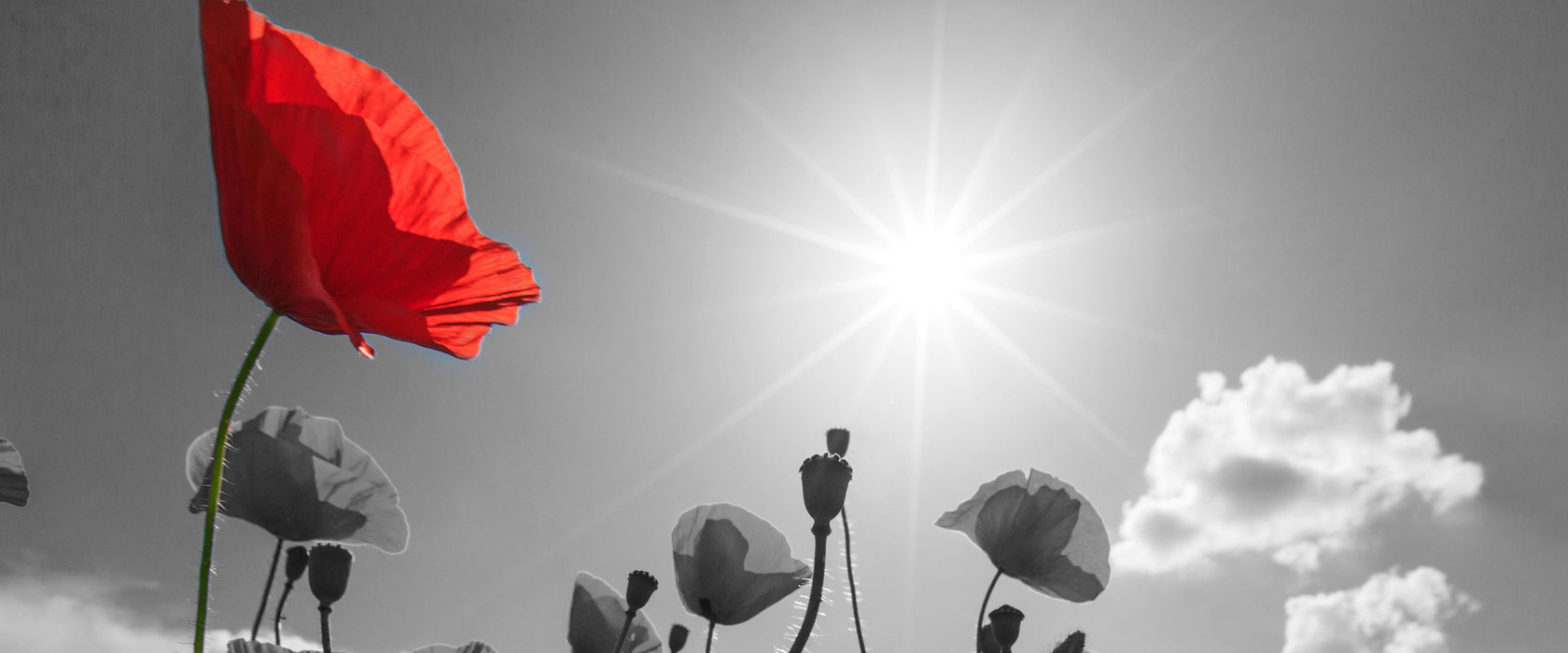 Mohnblumenfeld im Sommer, Glasbild Panorama