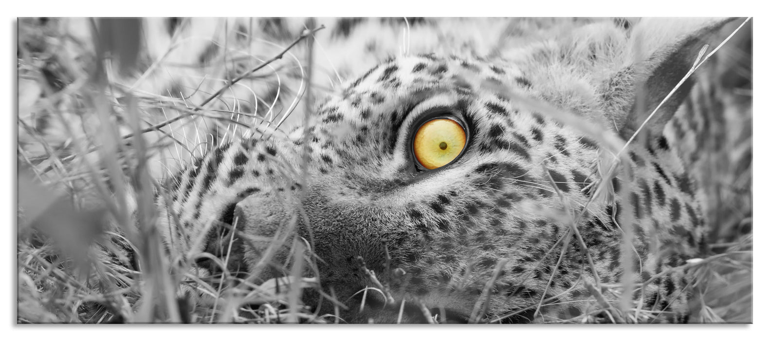 Pixxprint aufmerksamer liegender Leopard, Glasbild Panorama