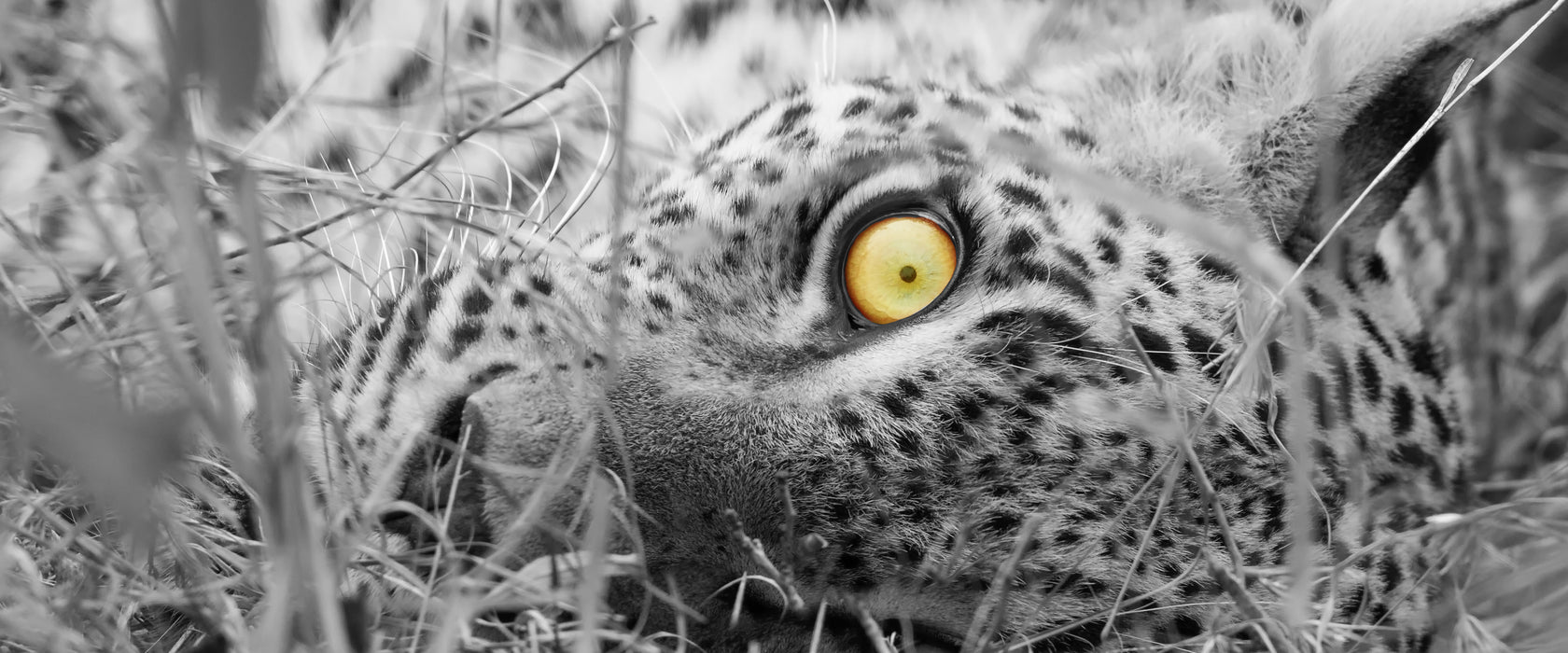 aufmerksamer liegender Leopard, Glasbild Panorama