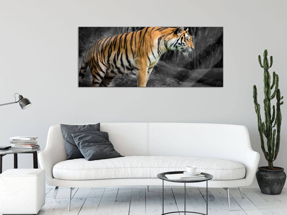 knurrender Tiger auf Steinen, Glasbild Panorama