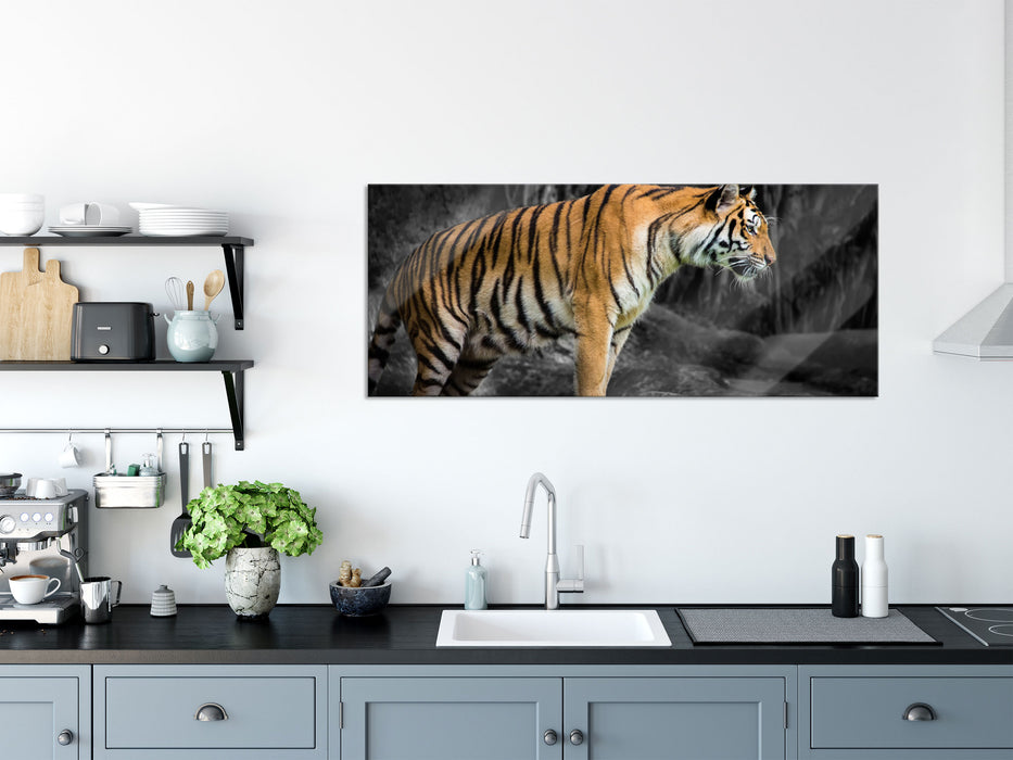 knurrender Tiger auf Steinen, Glasbild Panorama