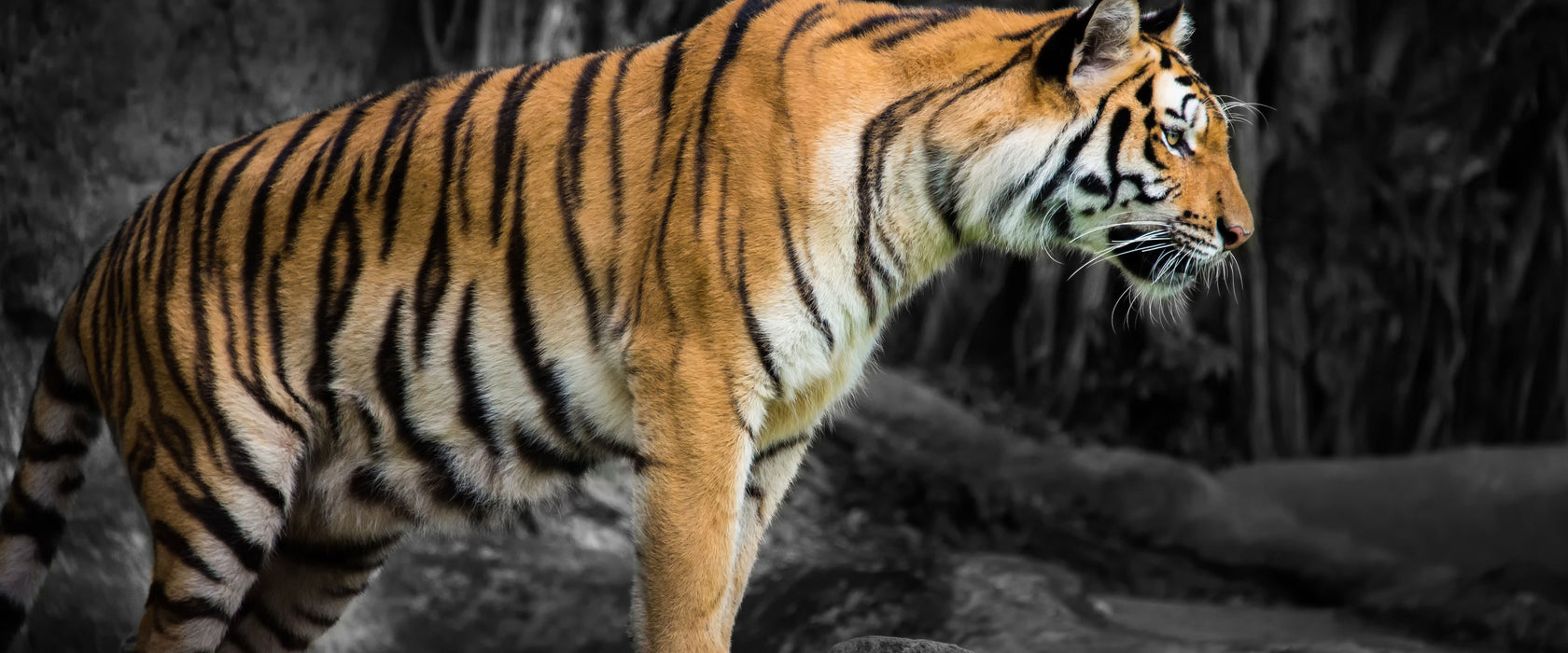 knurrender Tiger auf Steinen, Glasbild Panorama