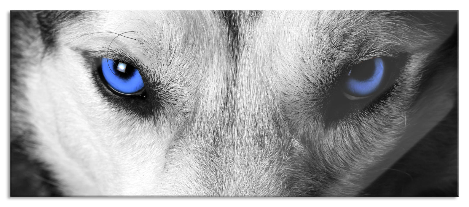 Pixxprint Husky mit Augen, Glasbild Panorama